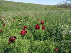 Paeonia-tenuifolia_ценопопуляция